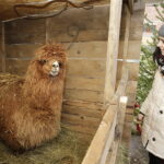 25.12.2016 Kielce. Żywa szopka przy parafii św. Franciszka. / Jarosław Kubalski / Radio Kielce