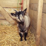 25.12.2016 Kielce. Żywa szopka przy parafii św. Franciszka. / Jarosław Kubalski / Radio Kielce