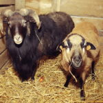 25.12.2016 Kielce. Żywa szopka przy parafii św. Franciszka. / Jarosław Kubalski / Radio Kielce