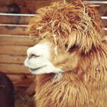 25.12.2016 Kielce. Żywa szopka przy parafii św. Franciszka. / Jarosław Kubalski / Radio Kielce