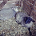 25.12.2016 Kielce. Żywa szopka przy parafii św. Franciszka. / Jarosław Kubalski / Radio Kielce