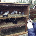 25.12.2016 Kielce. Żywa szopka przy parafii św. Franciszka. / Jarosław Kubalski / Radio Kielce