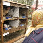 25.12.2016 Kielce. Żywa szopka przy parafii św. Franciszka. / Jarosław Kubalski / Radio Kielce