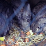 25.12.2016 Kielce. Żywa szopka przy parafii św. Franciszka. / Jarosław Kubalski / Radio Kielce