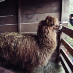 25.12.2016 Kielce. Żywa szopka przy parafii św. Franciszka. / Jarosław Kubalski / Radio Kielce