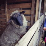 25.12.2016 Kielce. Żywa szopka przy parafii św. Franciszka. / Jarosław Kubalski / Radio Kielce