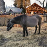 25.12.2016 Chęciny. Żywa szopka i jasełka w klasztorze franciszkanów. / Jarosław Kubalski / Radio Kielce