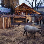 25.12.2016 Chęciny. Żywa szopka i jasełka w klasztorze franciszkanów. / Jarosław Kubalski / Radio Kielce