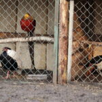 25.12.2016 Chęciny. Żywa szopka i jasełka w klasztorze franciszkanów. / Jarosław Kubalski / Radio Kielce