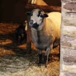 25.12.2016 Chęciny. Żywa szopka i jasełka w klasztorze franciszkanów. / Jarosław Kubalski / Radio Kielce