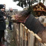 25.12.2016 Chęciny. Żywa szopka i jasełka w klasztorze franciszkanów. / Jarosław Kubalski / Radio Kielce