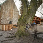 25.12.2016 Chęciny. Żywa szopka i jasełka w klasztorze franciszkanów. / Jarosław Kubalski / Radio Kielce