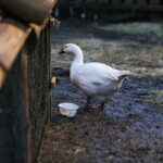 25.12.2016 Chęciny. Żywa szopka i jasełka w klasztorze franciszkanów. / Jarosław Kubalski / Radio Kielce