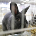 3.12.2016 Kielce. Okręgowa Wystawa Gołębi Pocztowych, Świętokrzyska Wystawa Gołębi Rasowych i Drobiu Ozdobnego, Świętokrzyska Wystawa Królików / Wojciech Habdas / Radio Kielce