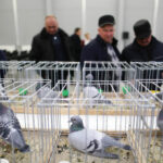 3.12.2016 Kielce. Okręgowa Wystawa Gołębi Pocztowych, Świętokrzyska Wystawa Gołębi Rasowych i Drobiu Ozdobnego, Świętokrzyska Wystawa Królików / Wojciech Habdas / Radio Kielce