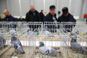 3.12.2016 Kielce. Okręgowa Wystawa Gołębi Pocztowych, Świętokrzyska Wystawa Gołębi Rasowych i Drobiu Ozdobnego, Świętokrzyska Wystawa Królików / Wojciech Habdas / Radio Kielce