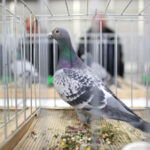 3.12.2016 Kielce. Okręgowa Wystawa Gołębi Pocztowych, Świętokrzyska Wystawa Gołębi Rasowych i Drobiu Ozdobnego, Świętokrzyska Wystawa Królików / Wojciech Habdas / Radio Kielce