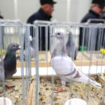 3.12.2016 Kielce. Okręgowa Wystawa Gołębi Pocztowych, Świętokrzyska Wystawa Gołębi Rasowych i Drobiu Ozdobnego, Świętokrzyska Wystawa Królików / Wojciech Habdas / Radio Kielce