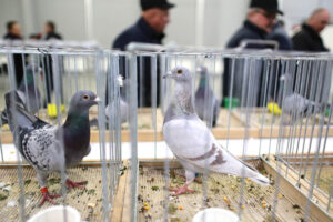 3.12.2016 Kielce. Okręgowa Wystawa Gołębi Pocztowych, Świętokrzyska Wystawa Gołębi Rasowych i Drobiu Ozdobnego, Świętokrzyska Wystawa Królików / Wojciech Habdas / Radio Kielce