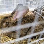 3.12.2016 Kielce. Okręgowa Wystawa Gołębi Pocztowych, Świętokrzyska Wystawa Gołębi Rasowych i Drobiu Ozdobnego, Świętokrzyska Wystawa Królików / Wojciech Habdas / Radio Kielce