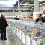 3.12.2016 Kielce. Okręgowa Wystawa Gołębi Pocztowych, Świętokrzyska Wystawa Gołębi Rasowych i Drobiu Ozdobnego, Świętokrzyska Wystawa Królików / Wojciech Habdas / Radio Kielce