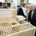 3.12.2016 Kielce. Okręgowa Wystawa Gołębi Pocztowych, Świętokrzyska Wystawa Gołębi Rasowych i Drobiu Ozdobnego, Świętokrzyska Wystawa Królików / Wojciech Habdas / Radio Kielce