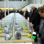 3.12.2016 Kielce. Okręgowa Wystawa Gołębi Pocztowych, Świętokrzyska Wystawa Gołębi Rasowych i Drobiu Ozdobnego, Świętokrzyska Wystawa Królików / Wojciech Habdas / Radio Kielce