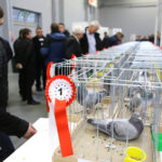 3.12.2016 Kielce. Okręgowa Wystawa Gołębi Pocztowych, Świętokrzyska Wystawa Gołębi Rasowych i Drobiu Ozdobnego, Świętokrzyska Wystawa Królików / Wojciech Habdas / Radio Kielce