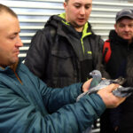 3.12.2016 Kielce. Okręgowa Wystawa Gołębi Pocztowych, Świętokrzyska Wystawa Gołębi Rasowych i Drobiu Ozdobnego, Świętokrzyska Wystawa Królików / Wojciech Habdas / Radio Kielce