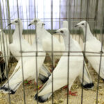 3.12.2016 Kielce. Okręgowa Wystawa Gołębi Pocztowych, Świętokrzyska Wystawa Gołębi Rasowych i Drobiu Ozdobnego, Świętokrzyska Wystawa Królików / Wojciech Habdas / Radio Kielce