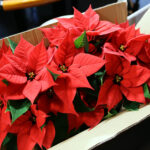 15.12.2016 Kielce. Finał czwartego dnia akcji "Choinka pod choinkę". Choinka z Ostrowca Świętokrzyskiego została sprzedana za 3500 zł. / Wojciech Habdas / Radio Kielce