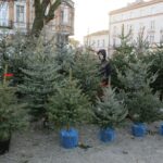 Choinki na Placu Wolności (17 grudnia 2016 r.) / Wojciech Habdas / Radio Kielce