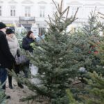 Choinki na Placu Wolności (17 grudnia 2016 r.) / Wojciech Habdas / Radio Kielce
