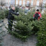 Choinki na Placu Wolności (17 grudnia 2016 r.) / Wojciech Habdas / Radio Kielce