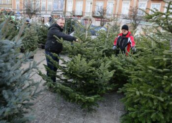 Choinki na Placu Wolności (17 grudnia 2016 r.) / Wojciech Habdas / Radio Kielce