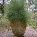 Muzyczne Podróże Przez Świat. Australia (21 stycznia 2017 r) / Maciej Tuz / Radio Kielce