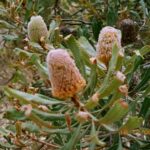 Muzyczne Podróże Przez Świat. Australia (21 stycznia 2017 r) / Maciej Tuz / Radio Kielce