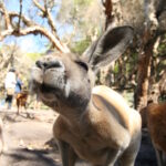 Muzyczne Podróże Przez Świat. Australia (21 stycznia 2017 r) / Maciej Tuz / Radio Kielce