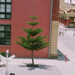 Muzyczne Podróże Przez Świat. Australia (21 stycznia 2017 r) / Maciej Tuz / Radio Kielce