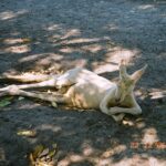 Muzyczne Podróże Przez Świat. Australia (21 stycznia 2017 r) / Maciej Tuz / Radio Kielce