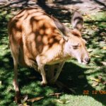 Muzyczne Podróże Przez Świat. Australia (21 stycznia 2017 r) / Maciej Tuz / Radio Kielce