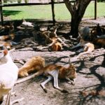 Muzyczne Podróże Przez Świat. Australia (21 stycznia 2017 r) / Maciej Tuz / Radio Kielce