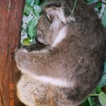 Muzyczne Podróże Przez Świat. Australia (21 stycznia 2017 r) / Maciej Tuz / Radio Kielce