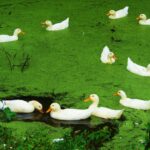 Ukraina - Peresieka / Dr Bartłomiej Kotowski