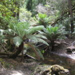 Muzyczne Podróże Przez Świat. Australia (21 stycznia 2017 r) / Maciej Tuz / Radio Kielce