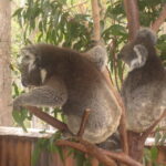 Muzyczne Podróże Przez Świat. Australia (21 stycznia 2017 r) / Maciej Tuz / Radio Kielce