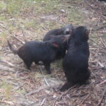 Muzyczne Podróże Przez Świat. Australia (21 stycznia 2017 r) / Maciej Tuz / Radio Kielce