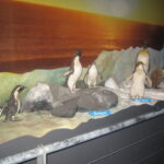 Muzyczne Podróże Przez Świat. Australia (21 stycznia 2017 r) / Maciej Tuz / Radio Kielce