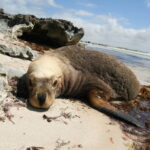 Muzyczne Podróże Przez Świat. Australia (21 stycznia 2017 r) / Maciej Tuz / Radio Kielce