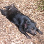 Muzyczne Podróże Przez Świat. Australia (21 stycznia 2017 r) / Maciej Tuz / Radio Kielce